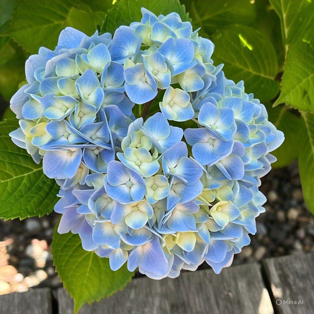 hidrangea untuk rumah