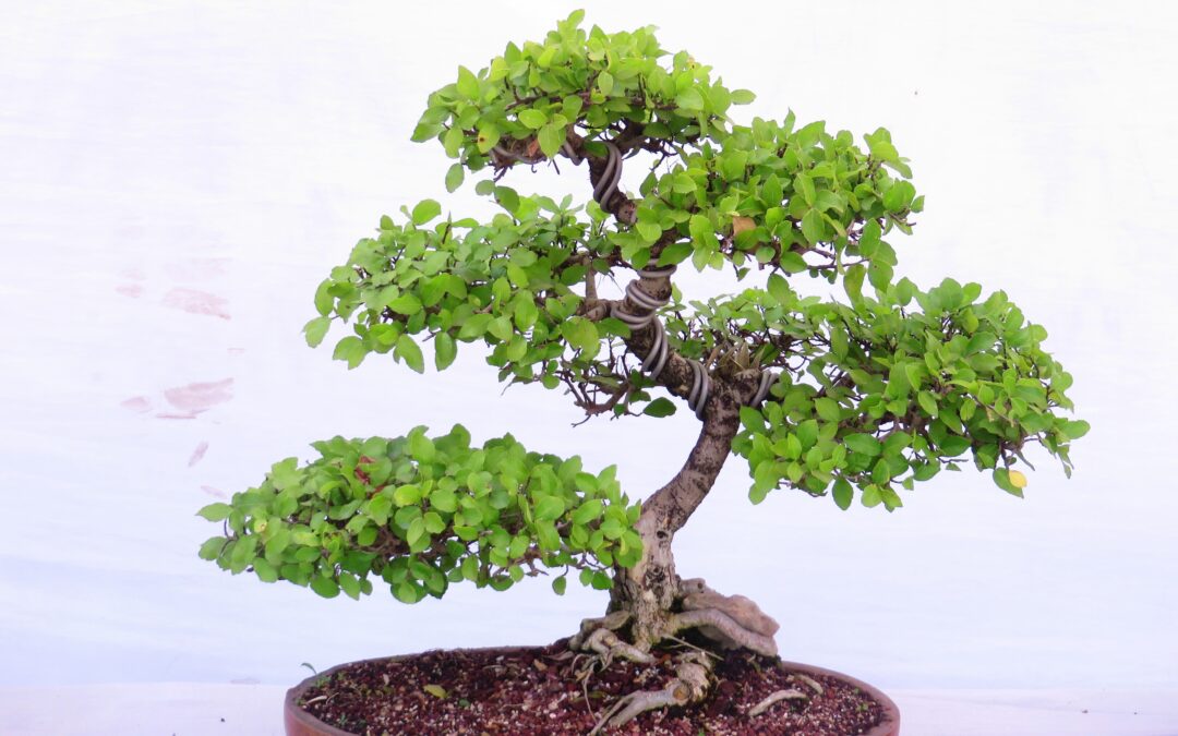 Cara Mudah Merawat Bonsai Mini untuk Pemula