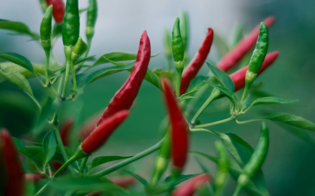 7 Tips Menanam Cabai di Pot Untuk Hasil Optimal