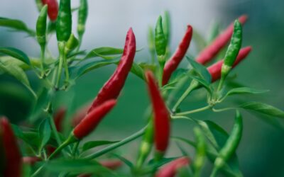 7 Tips Menanam Cabai di Pot Untuk Hasil Optimal