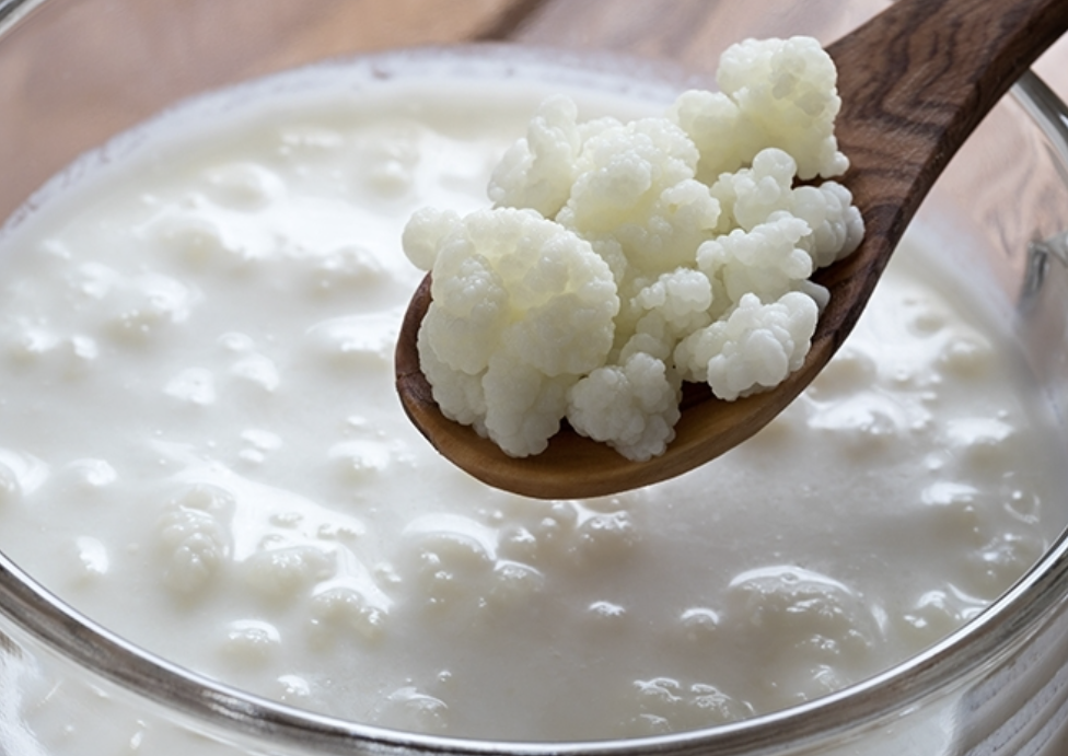 bisnis kefir bungaditaman