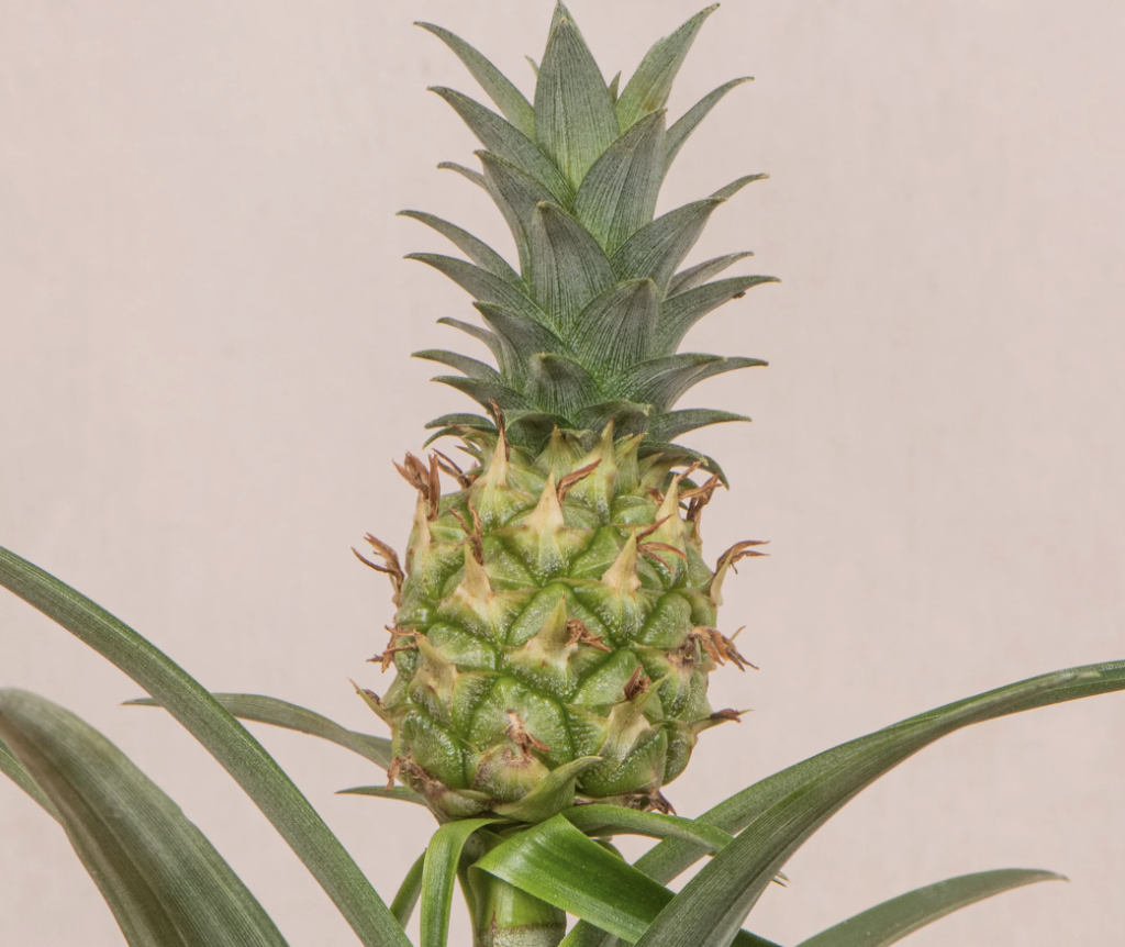 menanam nanas di rumah bungaditaman
