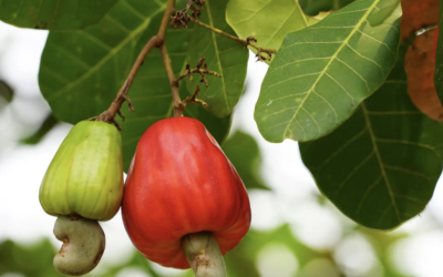 Cara Mengatasi Produksi Buah Jambu Mete yang Tidak Menentu Akibat Curah Hujan