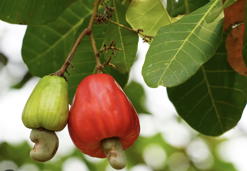 Cara Mengatasi Produksi Buah Jambu Mete yang Tidak Menentu Akibat Curah Hujan