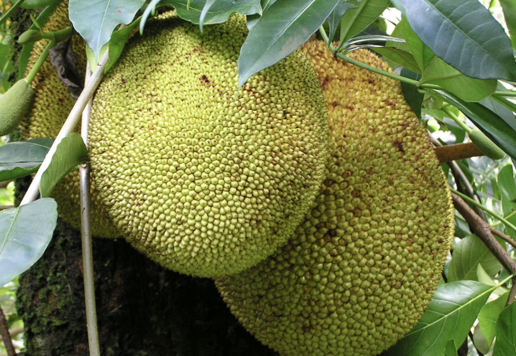 mengatasi lahan terbatas untuk menanam buah