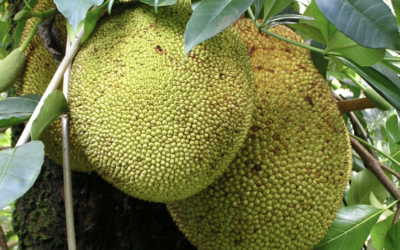 Mengatasi Lahan Terbatas untuk Menanam Buah yang Membutuhkan Lahan Luas