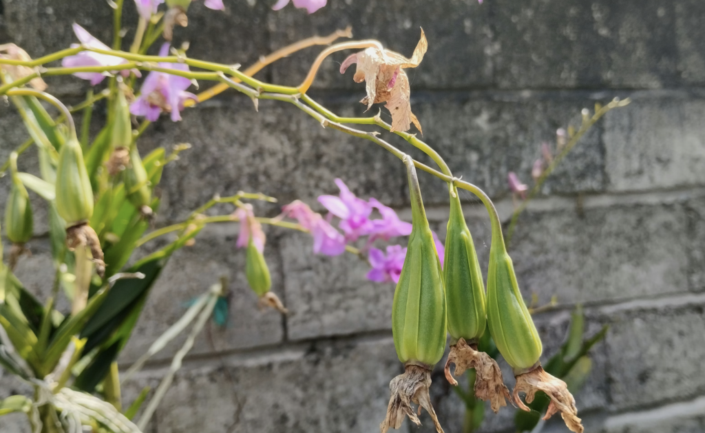Anggrek tidak berbunga bungaditaman