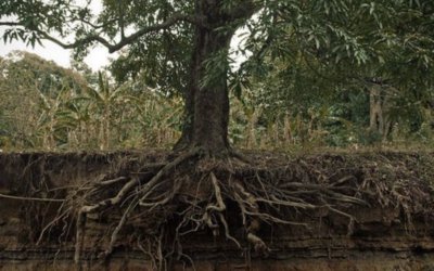 Cara Mengatasi Rentan Busuk Akar Jika Drainase Tanah Buruk