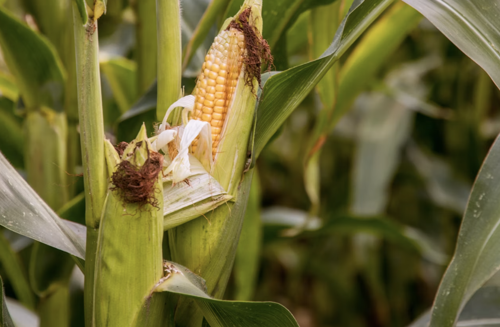 Mungkinkah Membudidayakan Beberapa Jagung di Kebun Rumah?