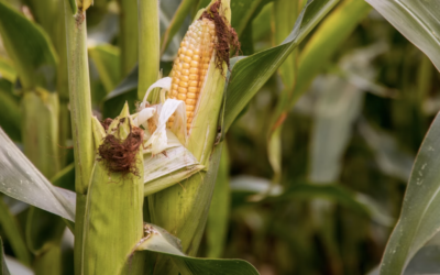 Mungkinkah Membudidayakan Beberapa Jagung di Kebun Rumah?