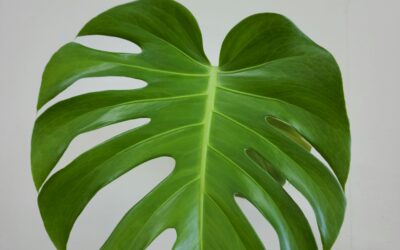 Cara Merawat Monstera Agar Daunnya Besar dan Cantik
