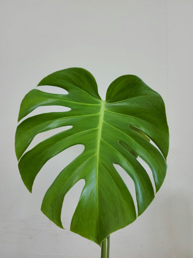 menanam monstera