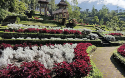 Rahasia Merawat Edelweiss Jawa di Penangkaran